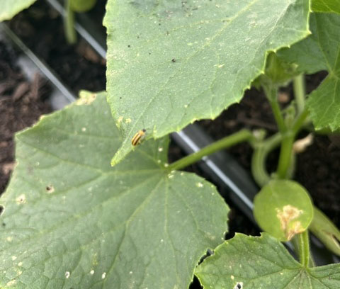 Striped cucumber beetle on a leaf.